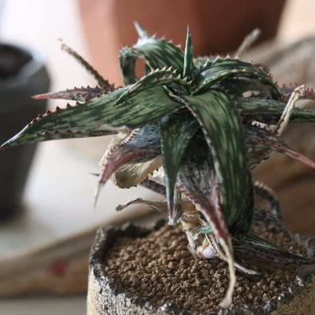 Aloe somaliensis × Kaori Ono / humanity pot   no.63028