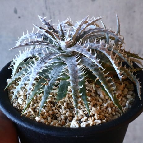 Dyckia delica F1(self)  タイsueb氏ハイブリッド     013