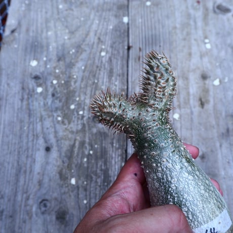 パキポディウム  イノピナツム  抜苗／Pachypodium Inopinatum     no.I-14