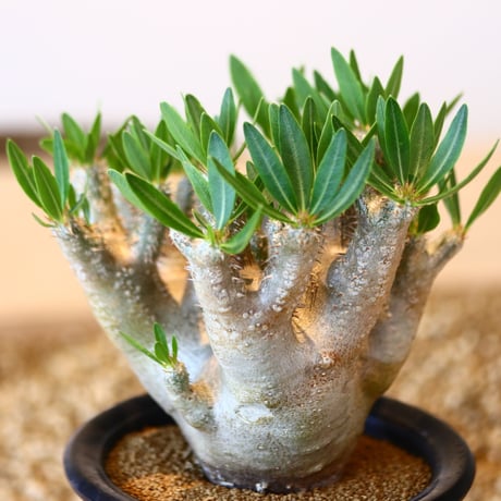 パキポディウム ブレビカリックス / Pachypodium densiflorum var. brevicalyx      no.41604