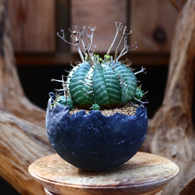 ユーフォルビア バリダ / Euphorbia valida no.22605 | 芽の巣山