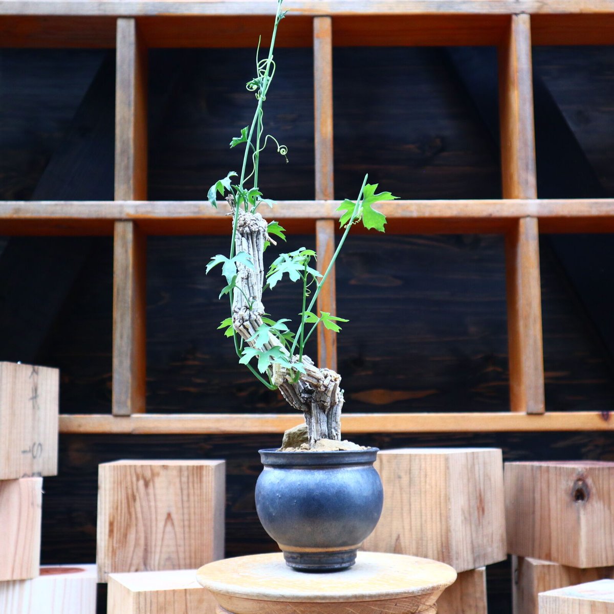 コラロカルプス グロメルリフロルス ／ Corallocarpus glomerulif