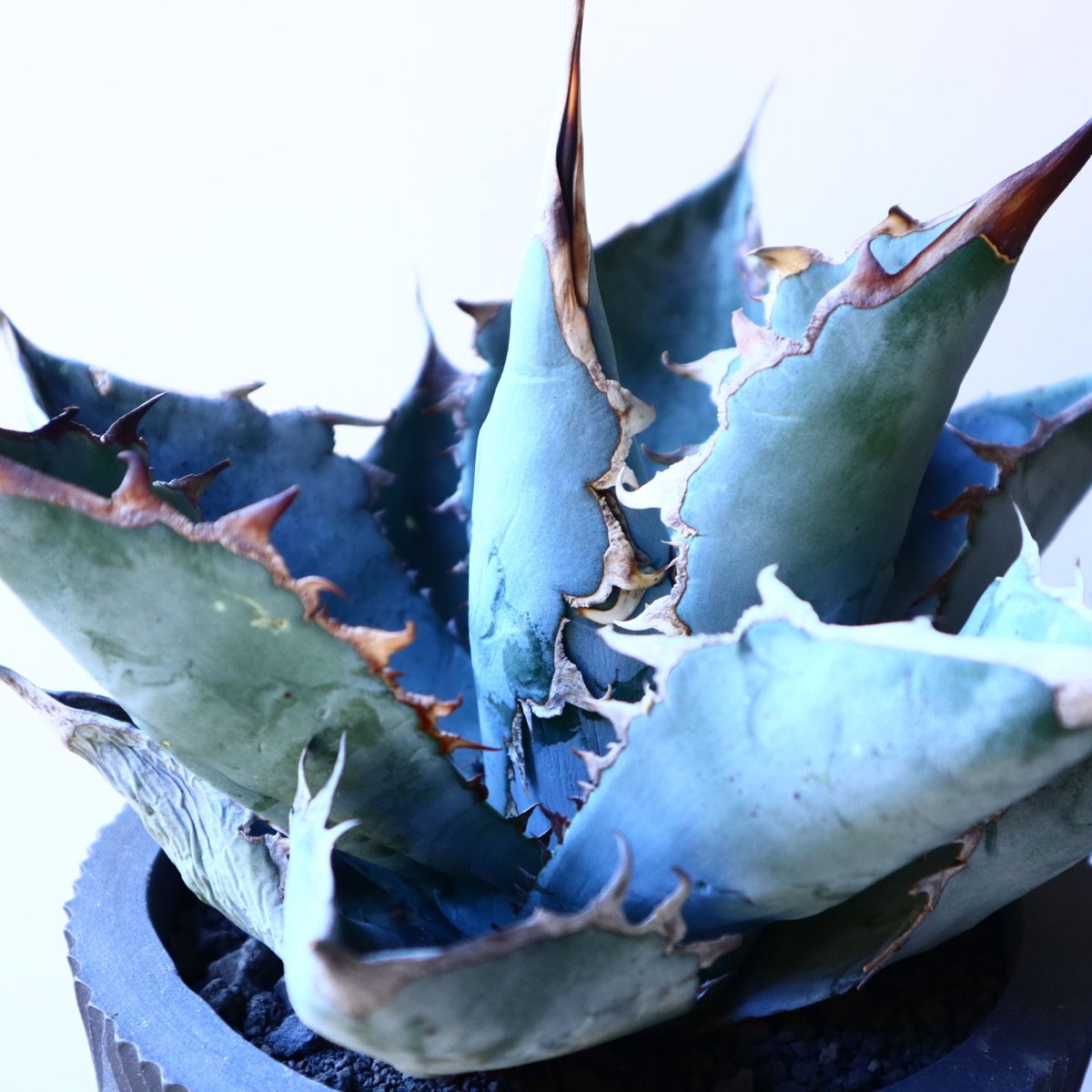 アガベ ホワイトアイスブルー Agave titanota white ice アガベ ホワイトアイスブルー Agave titanota white ice