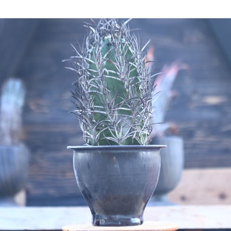 アストロフィツム  大鳳玉    Astrophytum capricorne v. crassispinum     no.22806