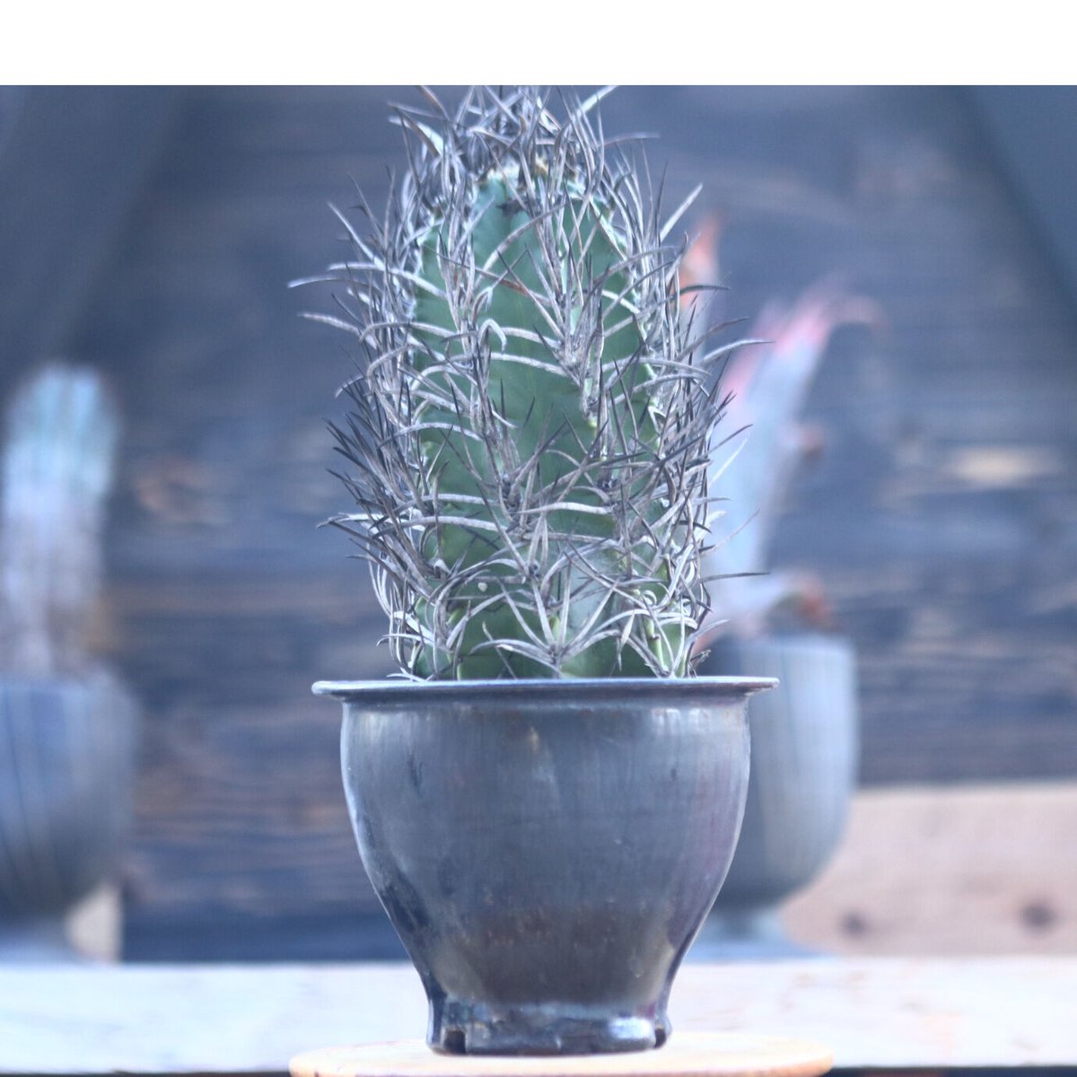 アストロフィツム 大鳳玉 Astrophytum capricorne v. cras