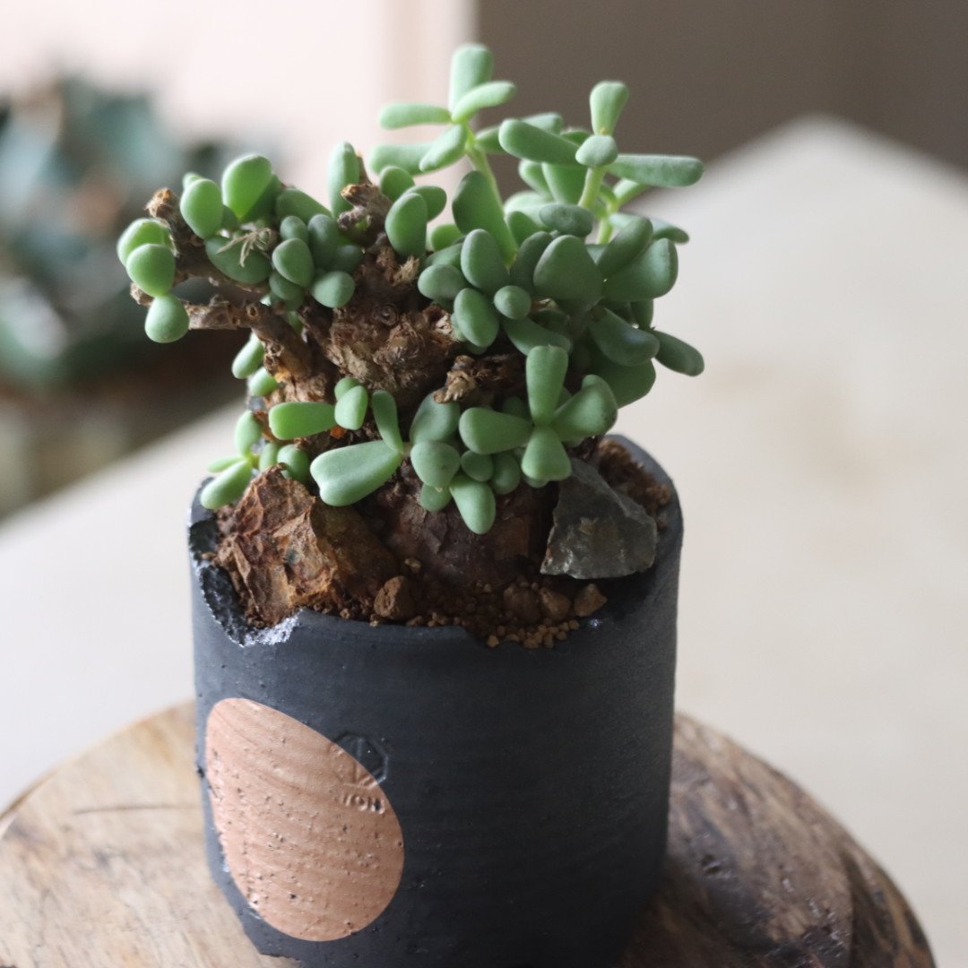 Ceraria pygmaea × N/OH no.905-17 | 芽の巣山