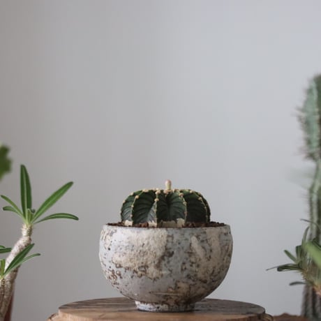 Gymnocalycium friedrichii LB2178 × たけろうポット   no.51205