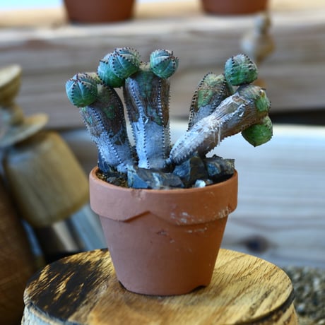 YAMABACHI × Euphorbia obesa  hyb.    no.1119-13