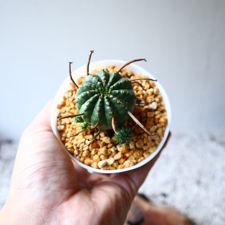 ユーフォルビア  バリダ    Euphorbia valida   no.102825