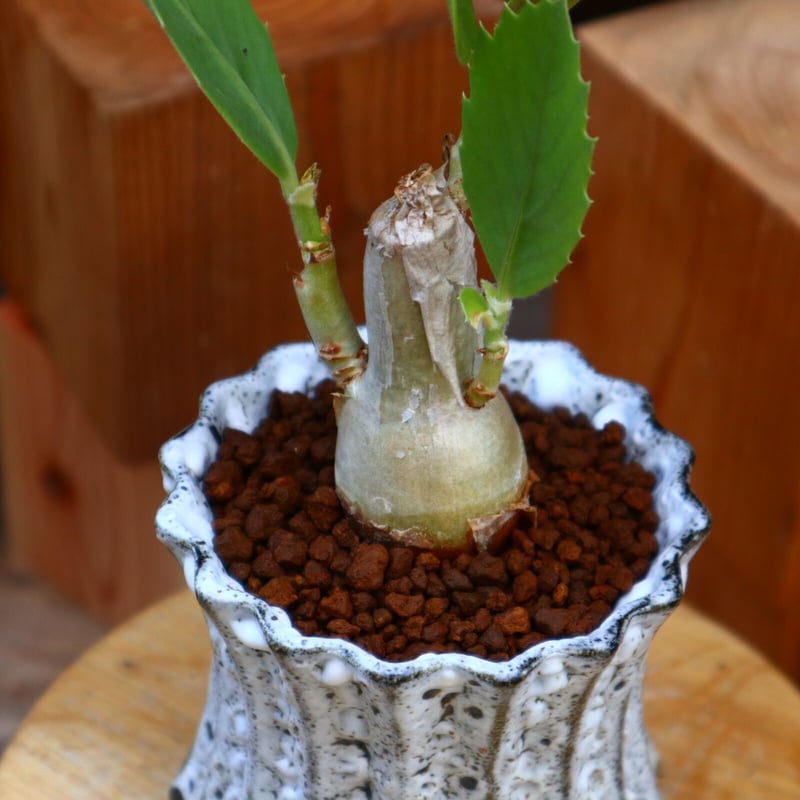 キフォステンマ・ユッタエ(抜き苗) キフォステンマ・ユッタエ(抜き苗) - メルカリ