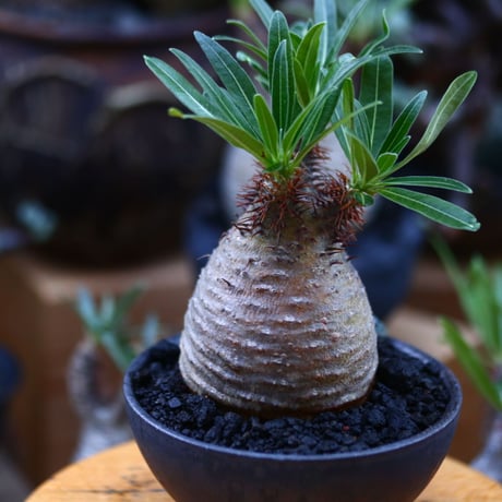 パキポディウム  グラキリス／Pachypodium  gracilius       no.92649
