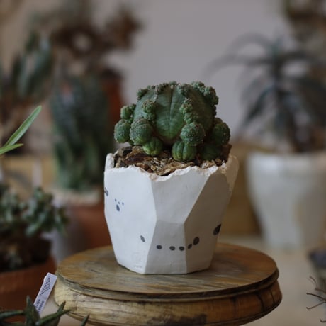 Euphorbia  symmetrica × N/OH(3.5号)  no.104/15