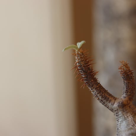 Pachypodium gracilius × N/OH  no.82546