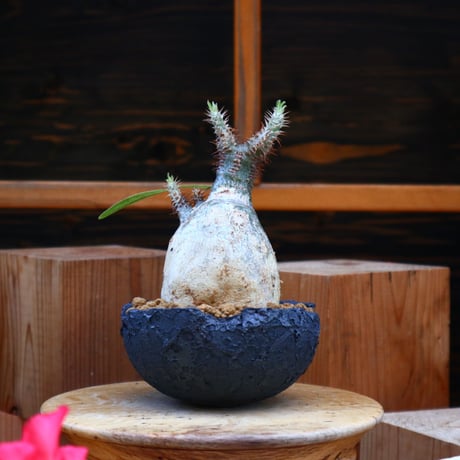 パキポディウム  グラキリス／Pachypodium  gracilius       no.60566