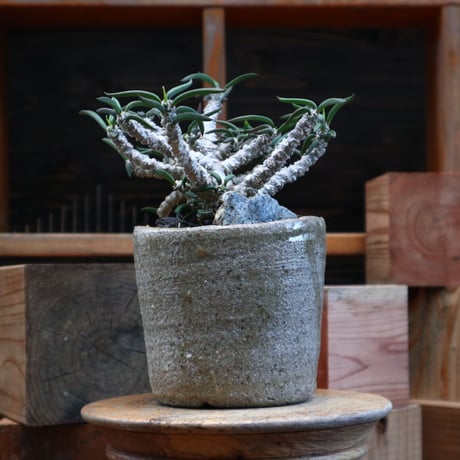 ユーフォルビア キリンドフォリア／Euphorbia cylindrifolia   no.82144