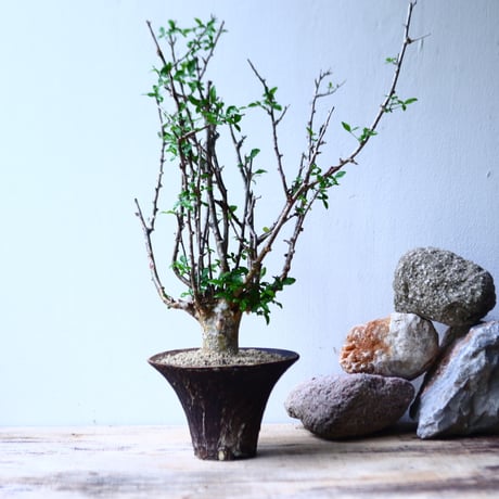 コミフォラ フンベルティ commiphora humbertii   no.92716