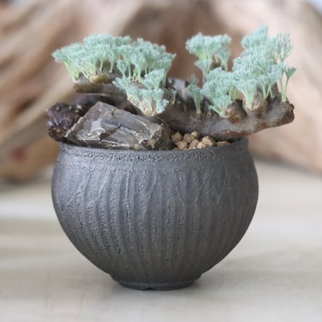 CATEGORY × Plants 2024/6/30 20:00~ | 芽の巣山