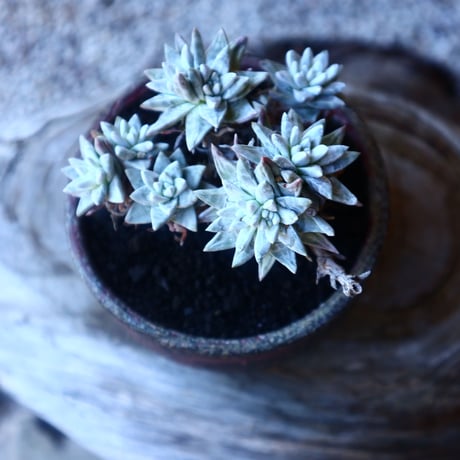 ダドレア グリーニー Dudleya greenei  no.20214