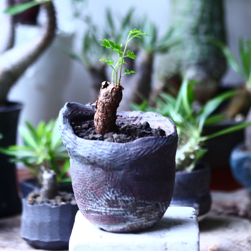 オペルクリカリア デカリー 根挿し オペルクリア パキプス根挿し 最新