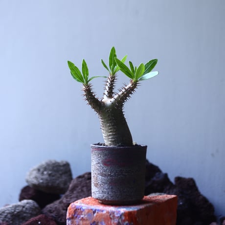 パキポディウム  マカイエンセ    Pachypodium Makayense   no.53106