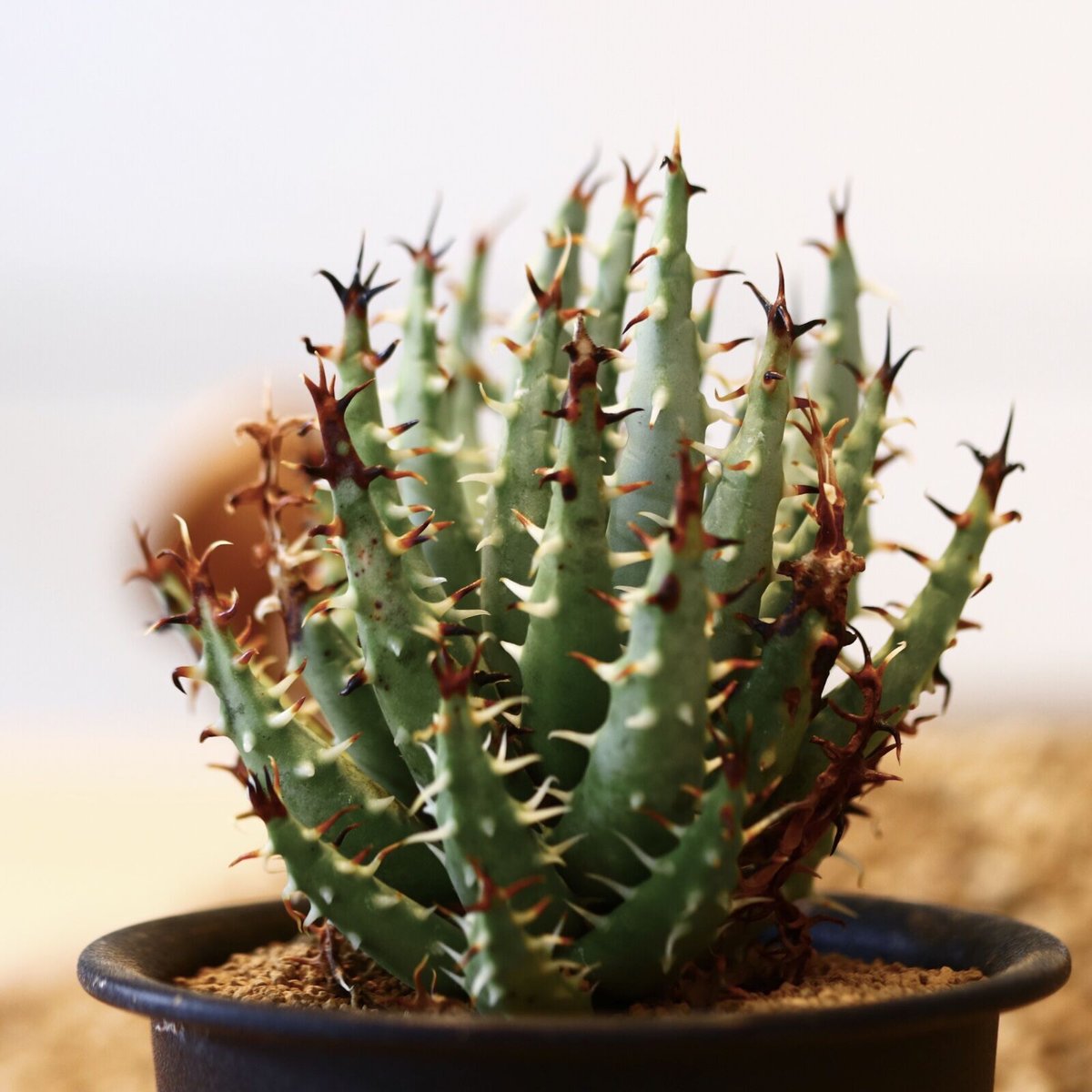 アロエエリナケアメラナカンサ幹立ち