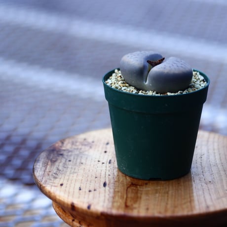 リトープス   招福玉   Lithops schwantesii    no.120625