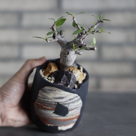 Bursera schlectendalii × N/OH (3号)  no.524/17