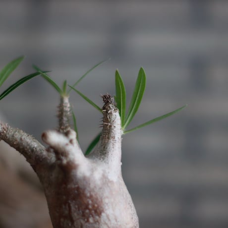 Pachypodium gracilius × 安西 桂 (2.5号)  no.601/4