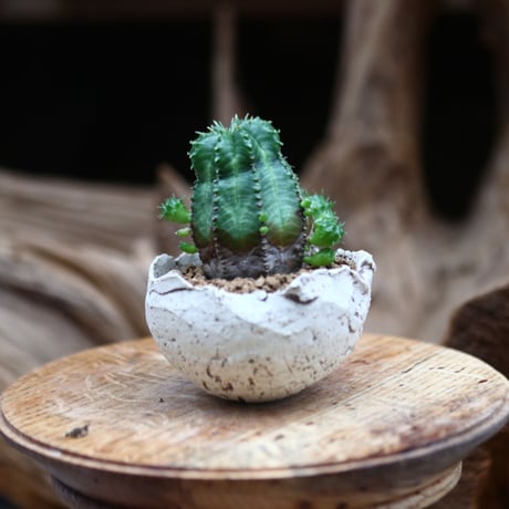 ユーフォルビア オベサ / Euphorbia obesa    no.30550