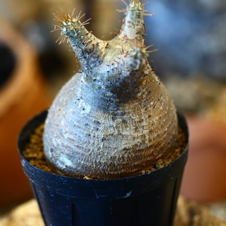 Pachypodium gracilius   no.32442