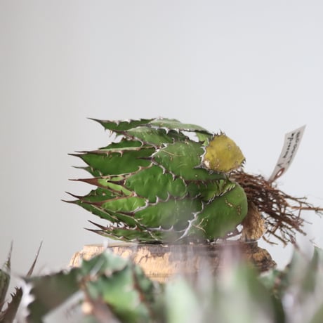 Agave horrida / Style of Chika　no.42154
