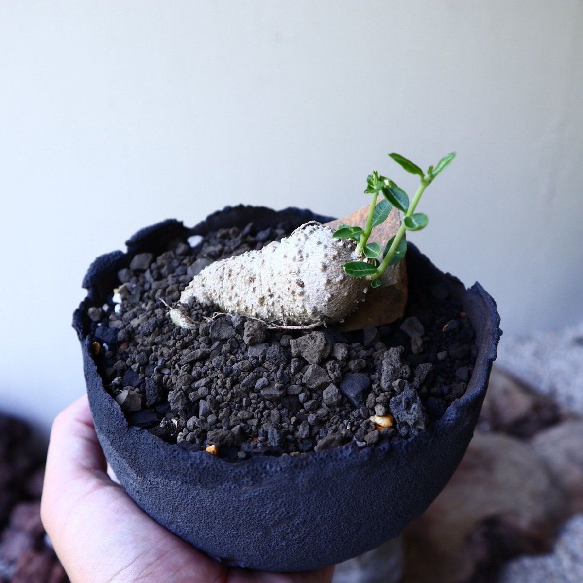 フォッケア エデュリス 火星人 Fockea edulis no.60234 | 芽の巣山