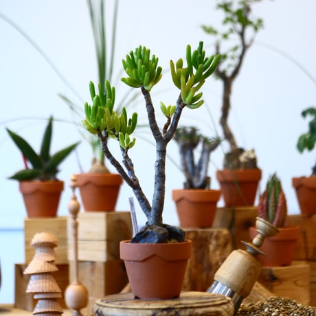 YAMABACHI × Crassula ovata 'Gollum'   no.100150