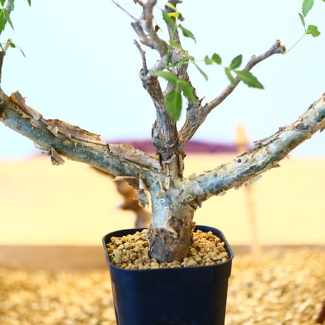 ブルセラ ファガロイデス / Bursera fagaroides   no.62516