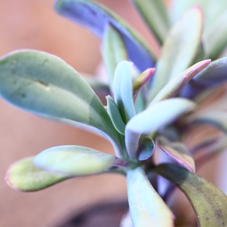 Senecio fulgens × たけろうポット  no.123146