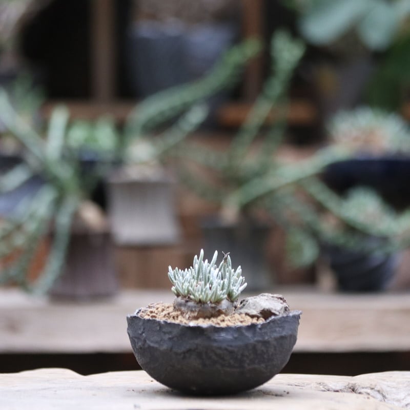 アボニア クイナリア アルストニー／Avonia quinaria ssp. alst