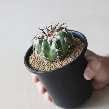 Discocactus gigantea (3.5号鉢)  no.913/15