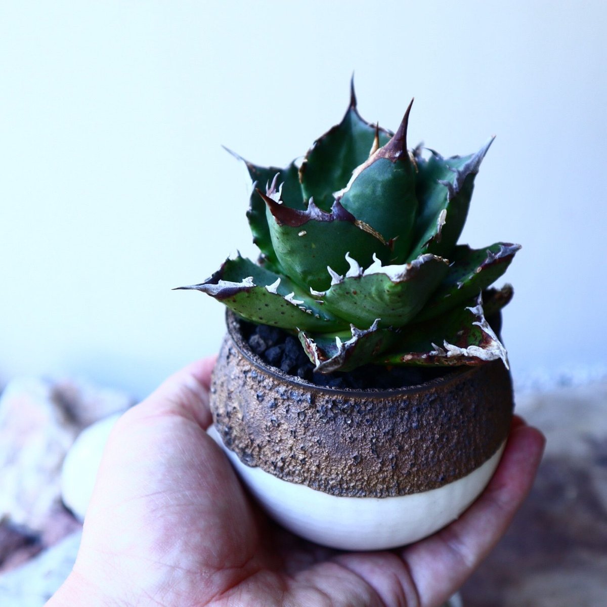 大株】アガベ 集る チタノタ ナイト/ Agave titanota knight 