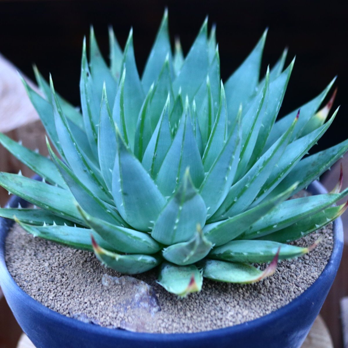 アロエ ポリフィラ Aloe polyphylla no.13082 | 芽の巣山 アロエ ポリフィラ Aloe polyphylla no.13082 | 芽の巣山