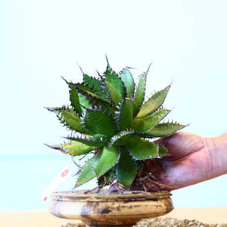 Agave horrida / Style of Chika   no.1015/9