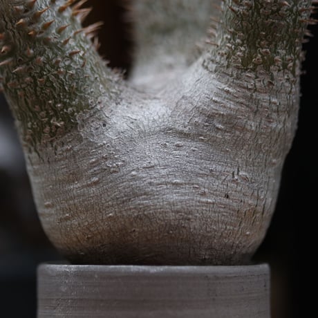パキポディウム  イノピナツム／Pachypodium Inopinatum   no.11508