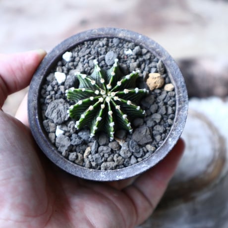 ギムノカリキウム   フィードリッフィーLB2178  Gymnocalycium friedrichii    no.91514