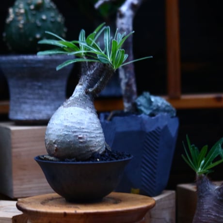 パキポディウム  グラキリス／Pachypodium  gracilius     no.100319