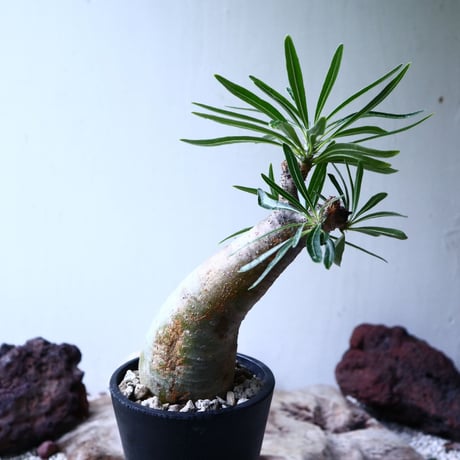 パキポディウム グラキリス   Pachypodium rosulatum var. gracilius no.102733