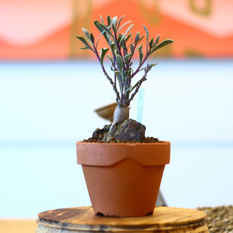 YAMABACHI × Othonna obtusiloba no.102253 | 芽の巣山