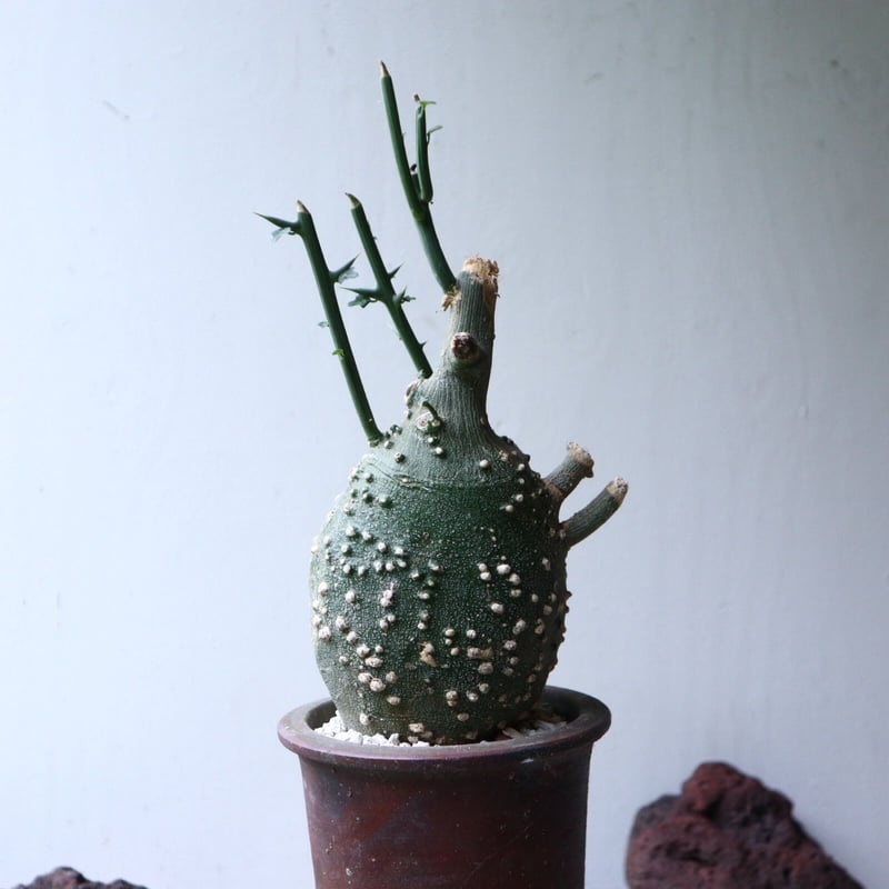 アデニア グロボーサ Adenia globosa no.90813