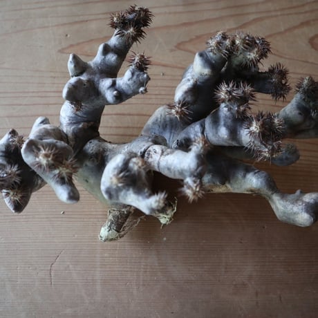 パキポディウム ブレビカリックス     Pachypodium densiflorum var. brevicalyx  no.630PB3