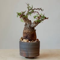 N/OH【澪標-芽の巣山別注】山ノ月ブラック+ moon / M no.51529 |