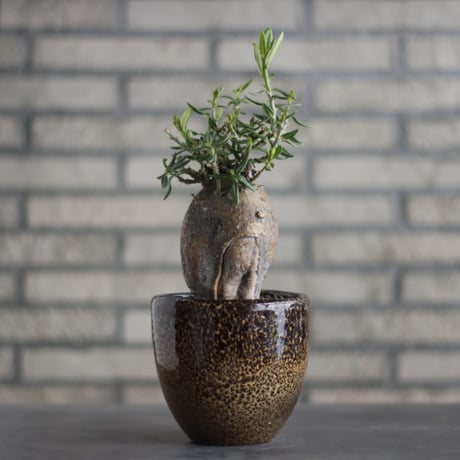 Pachypodium bispinosum × 陶器蜂 (4号)  no.706-25