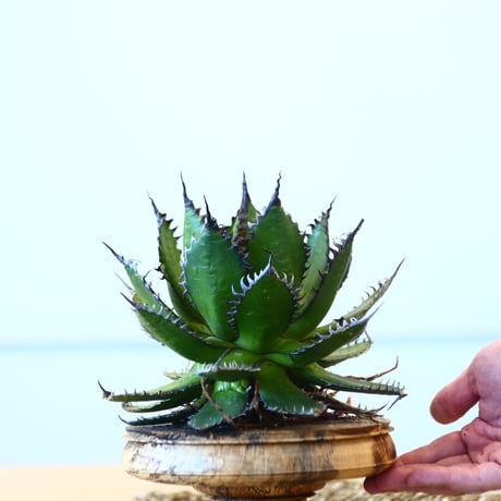 Agave horrida / Style of Chika   no.1015/10